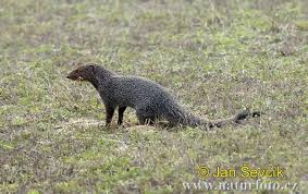 mongoose