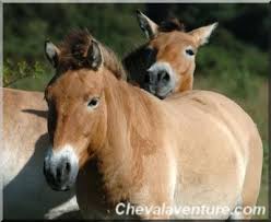 cheval przewalski