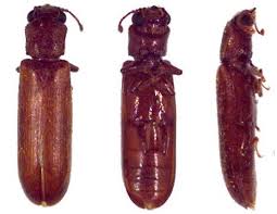 beetle identification pictures