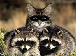 animals in halloween costumes