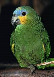 amazona