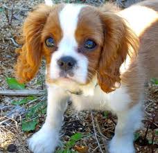 cavalier king charles dog
