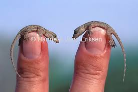 gecko lizards