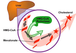 hmg coa reductase