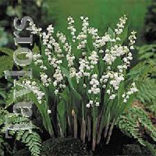 lily of the valley bulb