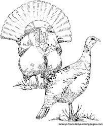 turkey birds