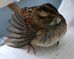 birds in new york