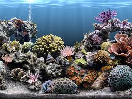coral reef aquariums