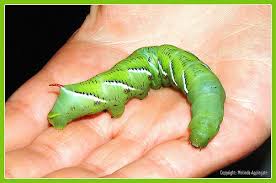 green caterpillar pictures