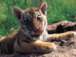 tigre animal