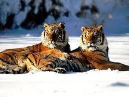 des tigres