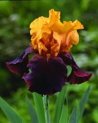 photos bearded irises