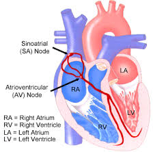 slow heartbeat
