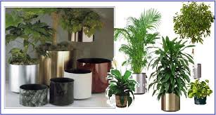 interior plant
