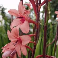 watsonia
