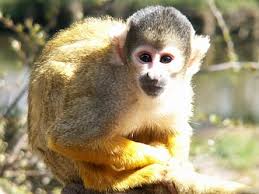 Spider Monkey Sounds