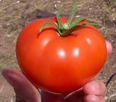 کاشت گوجه فرنگی