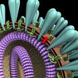biomedical illustration