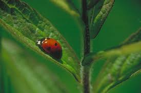 ladybug poster