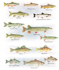 types of fish pictures