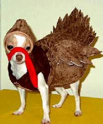 dog turkey costume