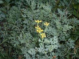 ruta graveolens plant