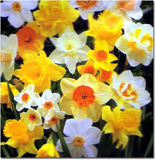 daffodil.jpg