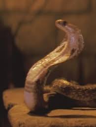 types of snakes