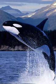 killer whale wallpapers