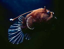 deep side of the ocean