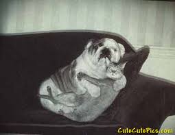 crazy pets