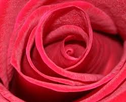 c-lab | A Rose for Mars
