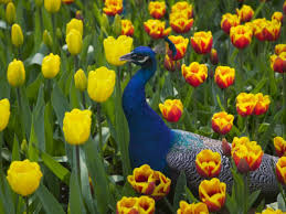 gardens in holland