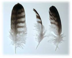 feather picture