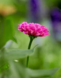 zinnia flower