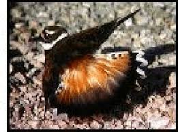 a broken wing