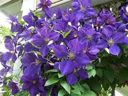 decorative vines