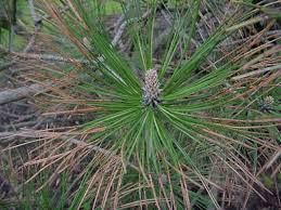 austrian pine