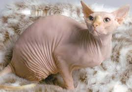 skinning a cat