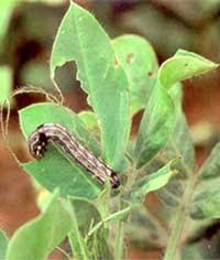 caterpillar larvae