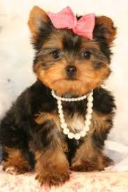 adorable puppies for sale