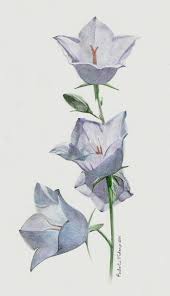 drawing flowers