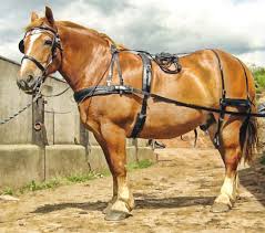 suffolk horse