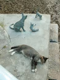 real cat pictures