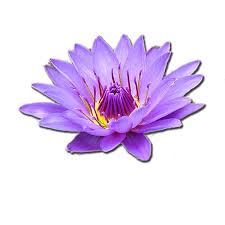 horoscope flowers
