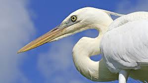 great white heron