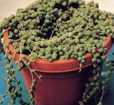 senecio