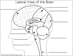 skeletal system coloring page