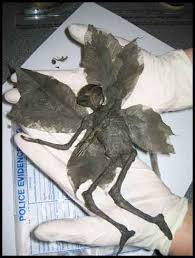 real fairy photos