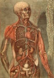 anatomical atlas